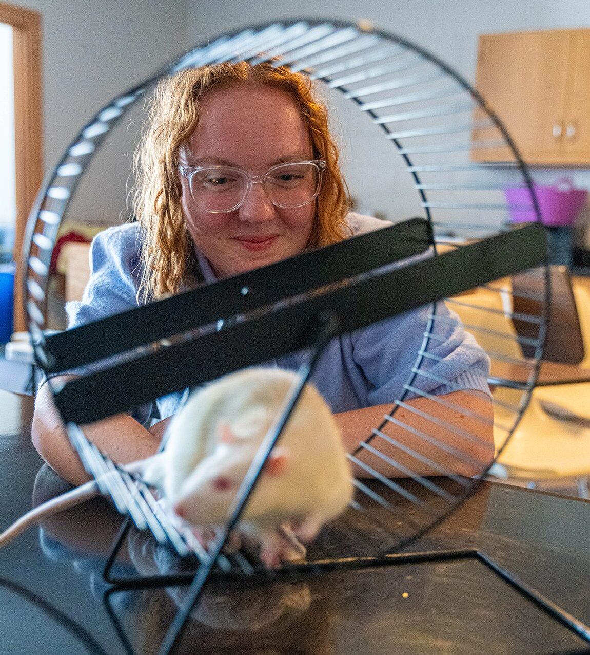 female watching white rat on wheel